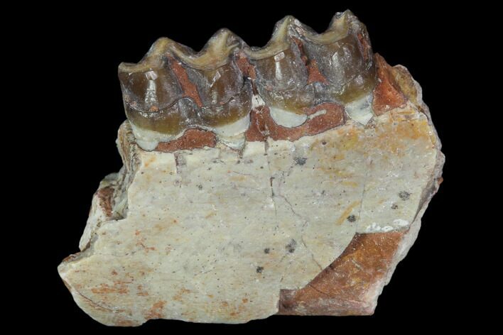 Oligocene Horse (Mesohippus) Jaw Section #101851
